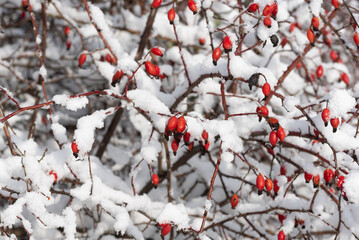 Close-up von reifen Hagebuttenfrüchten in einem verschneiten Hagebuttenbusch im Winter