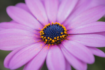 Fototapeta premium A purple daisy