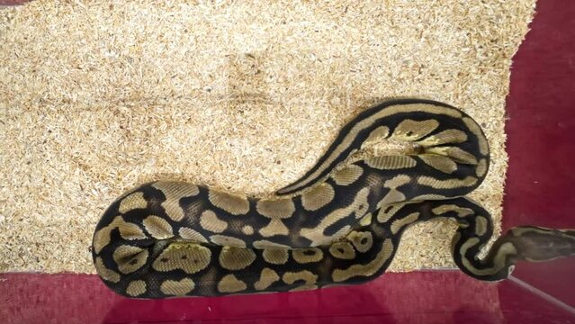 Ball python was slithering in the glass cabinet waiting to be sold. It's a popular pet in Thailand.