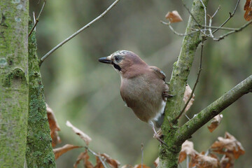 A Jay in a Tree