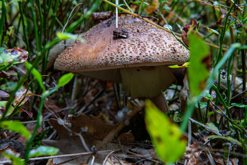 Trujący grzyb © Michał.S-FOTO