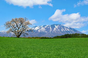 小岩井農場の一本桜と岩手山。雫石、岩手、日本。４月下旬。
