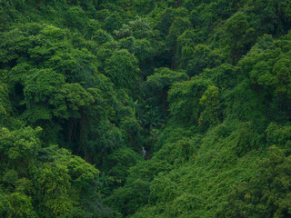 Aerial view of tropical forest in summer