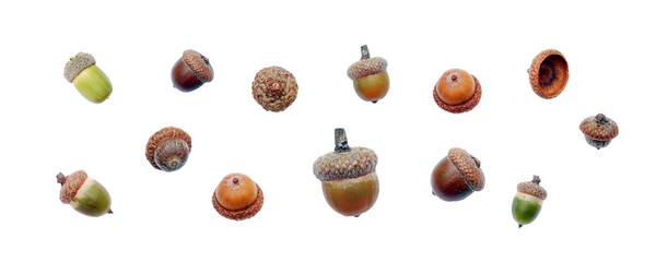 Acorns set isolated. PNG with transparent background. Flat lay. Clipping path - obrazy, fototapety, plakaty