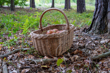 Koszyk z grzybami w lesie - obrazy, fototapety, plakaty