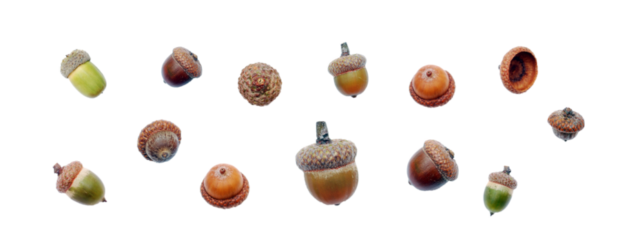 Acorns set isolated. PNG with transparent background. Flat lay. Clipping path