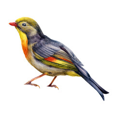 Pekin robin bird watercolor illustration. Hand dawn red-billed leiothrix realistic detailed image. Wildlife bright robin forest Asian bird. Beautiful songbird.
