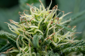 soft focus using a macro lens. Intense detail of flowering cannabis plant. Medical hemp growing on an organic farm. Outdoor, natural lighting. Beautiful trichomes on the cannabis plant. Healthy hemp