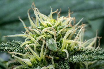 soft focus using a macro lens. Intense detail of flowering cannabis plant. Medical hemp growing on an organic farm. Outdoor, natural lighting. Beautiful trichomes on the cannabis plant. Healthy hemp