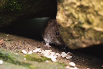 Vole  