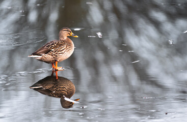 Mallard on ice