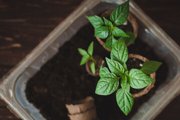 Seedlings of peppers in biodegradable peat pots on a wooden background. Growing domestic herbs and vegetables.