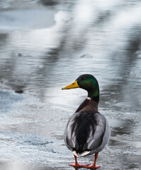 Mallard on ice