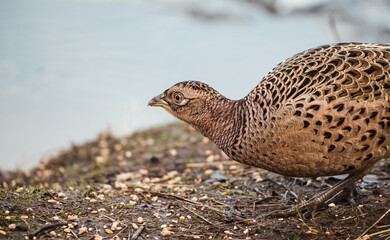 Pheasant