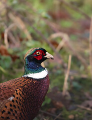 Pheasant