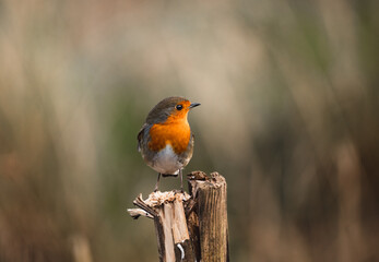 European Robin  during winter  