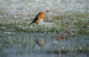 European Robin  during winter  