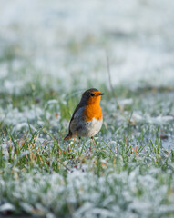 European Robin  during winter  