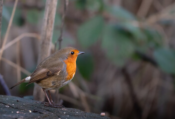 European Robin  during winter  