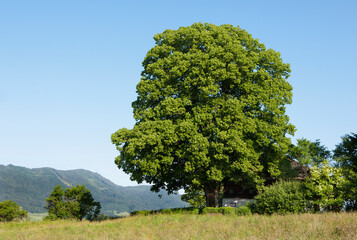 old linden tree stands in front of  a farmhouse