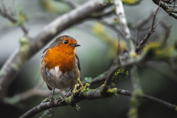 European Robin  during winter  