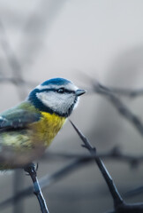 Blue Tit  