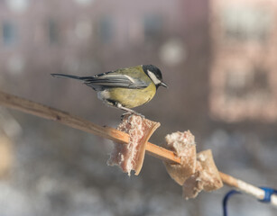 Feeding tits in winter on a bird feeder from a plastic bottle.