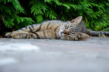 Gray cat sleeps on the street in the summer. Green background.