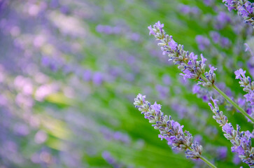 Lavender flower,  Blooming Violet fragrant lavender flowers. Growing Lavender swaying on wind over sunset.  Lavender field, Perfume ingredient