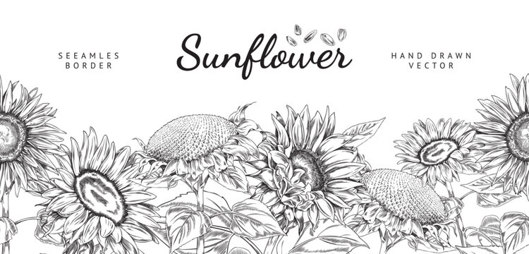 Sunflower seamless border, hand draw sketch vector illustration on white background.