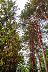 Fototapeta premium Sunlight on trees in a pine forest at sunset. Summer nature landscape.