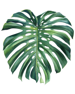 Monstera green leaf watercolor on isolated white background botanical illustration, tropical plant, jungle design