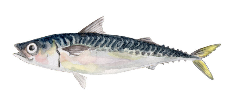 Chub Mackerel Images – Browse 1,898 Stock Photos, Vectors, and Video
