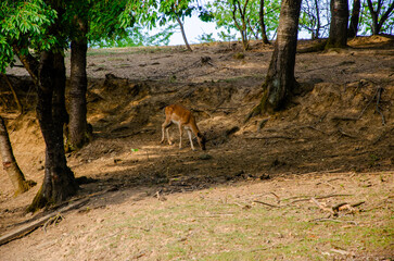 Photo of young deer in the wild forest wildlife. Deer in nature. Green meadow and forest in the background.