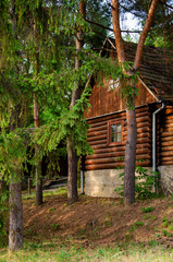 Fototapeta na wymiar Vacation home in a pine park in summer.