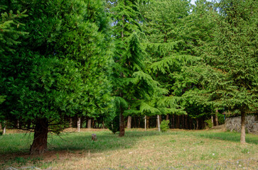 Sunlight on trees in a pine forest at sunset. Summer nature landscape.