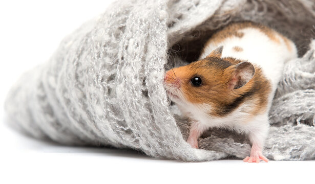 hamster in a blanket on a white background