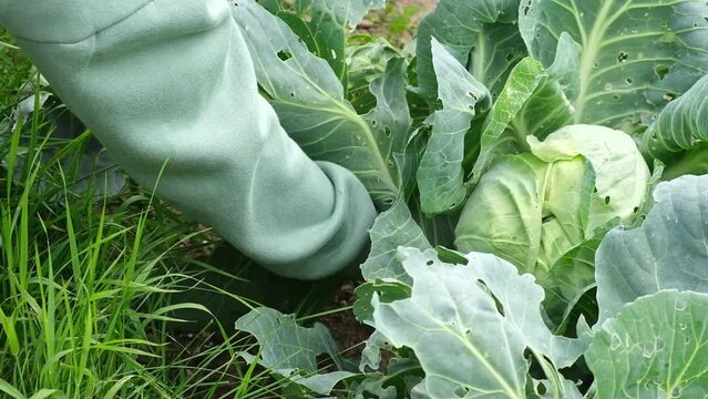 senior woman gardener tears off useless cabbage leaves eaten by insects. Care of the garden and vegetable garden.