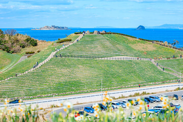野母崎水仙の丘　長崎県長崎市　Nomozaki Narcissus Hill. Nagasaki prefecture, Nagasaki...