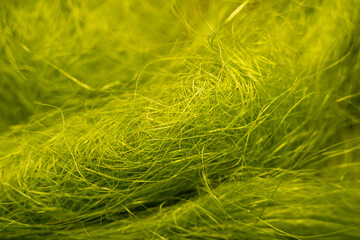 boule d'herbe verte ou de paille verte