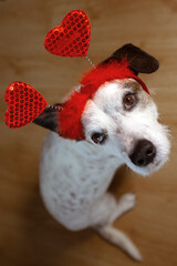 A beautiful funny dog with an accessory in the form of hearts lies on the bed and is sad. Valentine's day concept