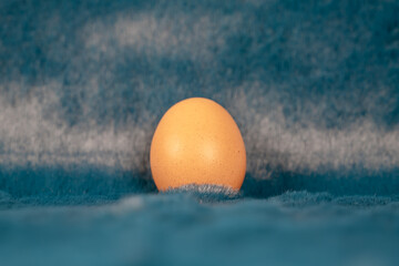 oeuf de poule posé sur une fourure bleue