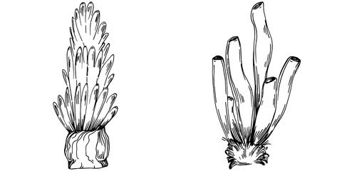 Hand drawn corals isolated on white. Sketch drawing