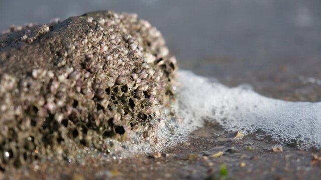 Acorn barnacle on the rocks by the sea. Close up acorn barnacle. (Balanomorpha)