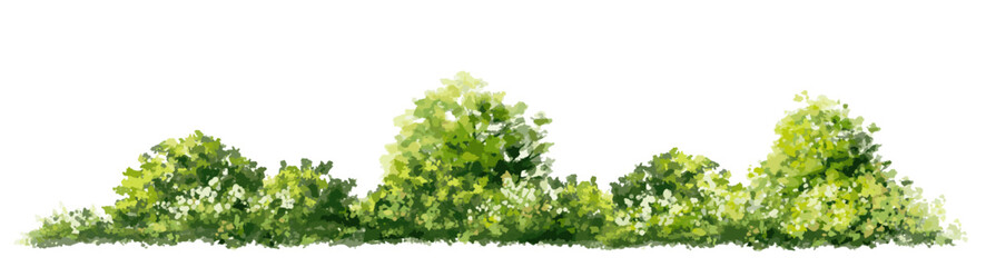 Vector watercolor of grass or tree side view isolated on white background for landscape and architecture drawing, elements for environment and garden, painting botanical for section and elevation