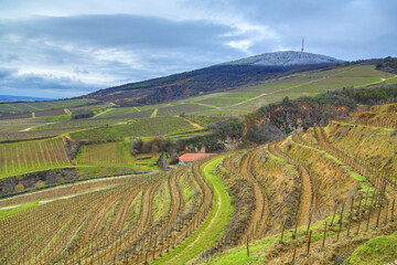 Fototapeta na wymiar Tokaj Hill in January (from Szerelmi vineyard)