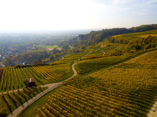 Weinberge Reben Winzer