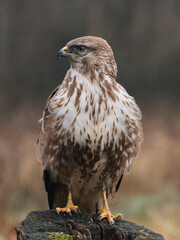 common buzzard portrait