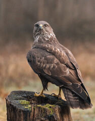 bird of prey buzzard