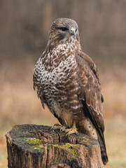 common buzzard portrait